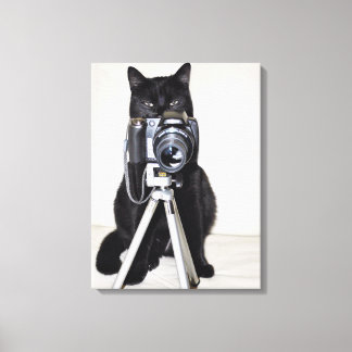 Katze mit der Kamera Leinwanddruck