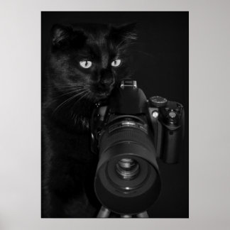Katze mit der Kamera Poster