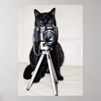 Katze mit der Kamera Poster