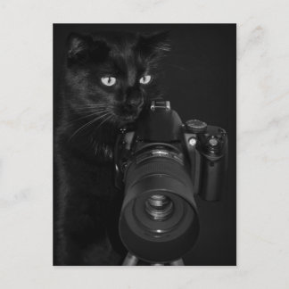 Katze mit der Kamera Postkarte