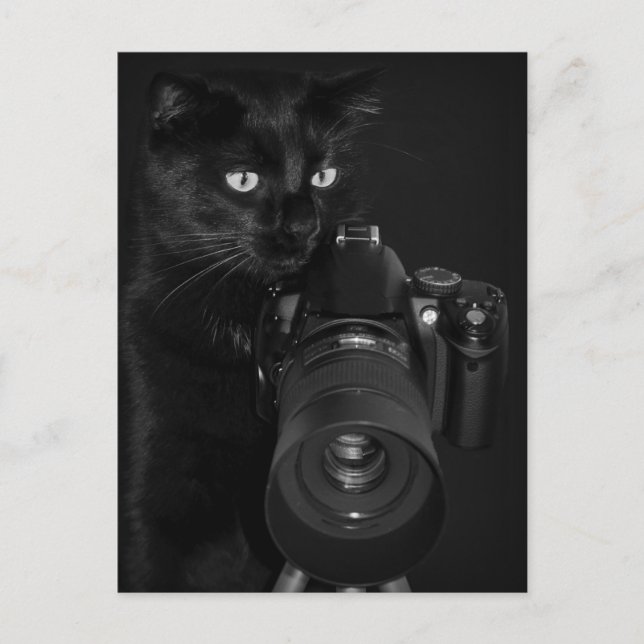 Katze mit der Kamera Postkarte (Vorderseite)