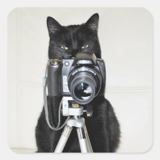 Katze mit der Kamera Quadratischer Aufkleber