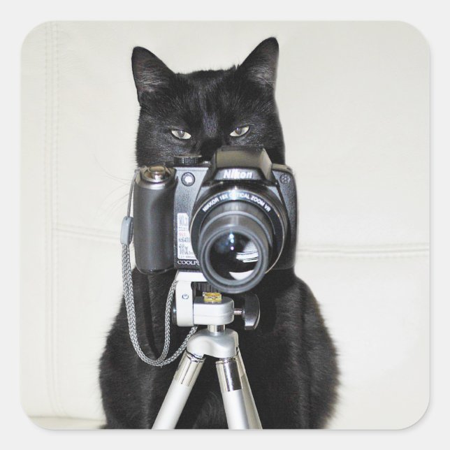 Katze mit der Kamera Quadratischer Aufkleber (Vorderseite)