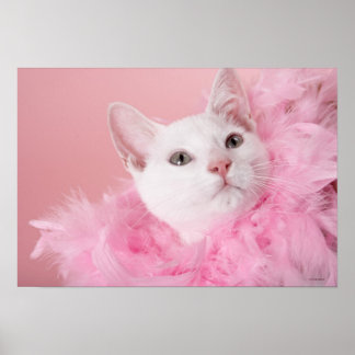 Katze mit Federbohne Poster