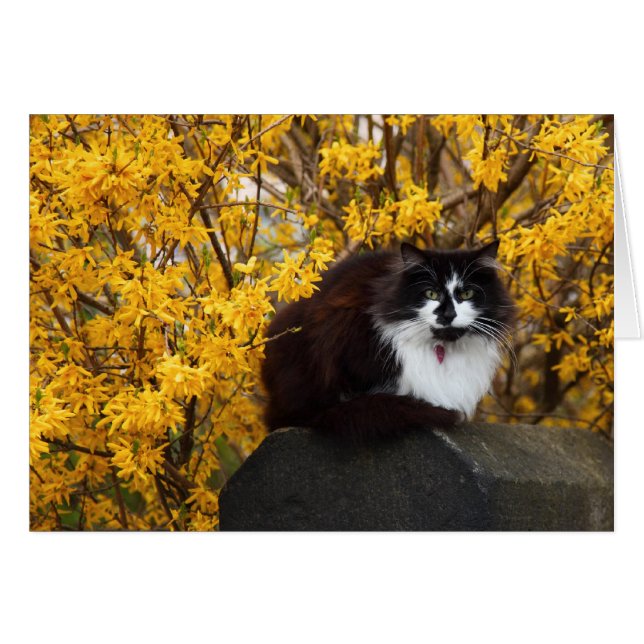 Katze mit Forsythia-Blume (Vorderseite (Horizontal))