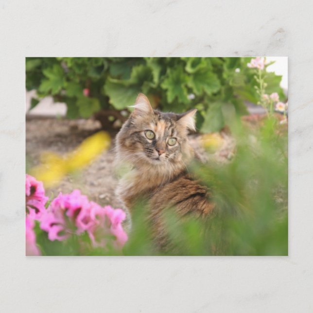 Katze mit Geranium Postkarte (Vorderseite)