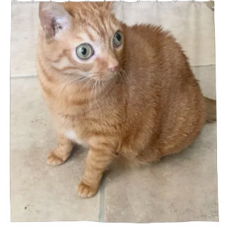 Katze mit großen Augen Duschvorhang