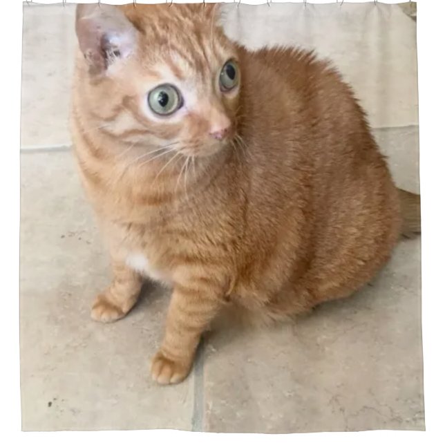 Katze mit großen Augen Duschvorhang (Vorderseite)