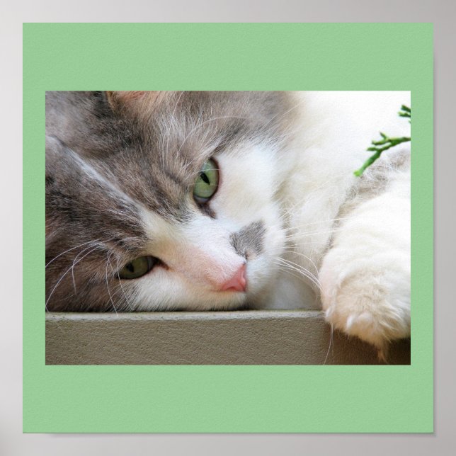 Katze mit grünen Augen Poster (Vorne)
