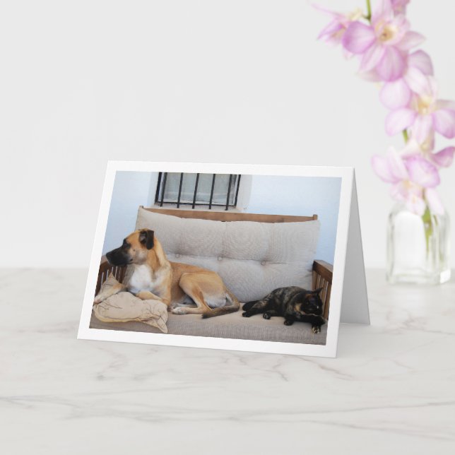 Katze mit Hund auf Bank Karte (Orchidee)