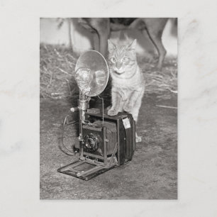Katze mit Kamera, 1936 Postkarte