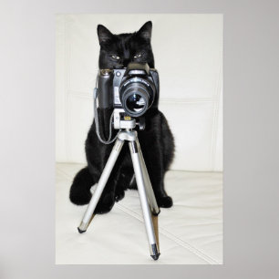 Katze mit Kamera - Plakat