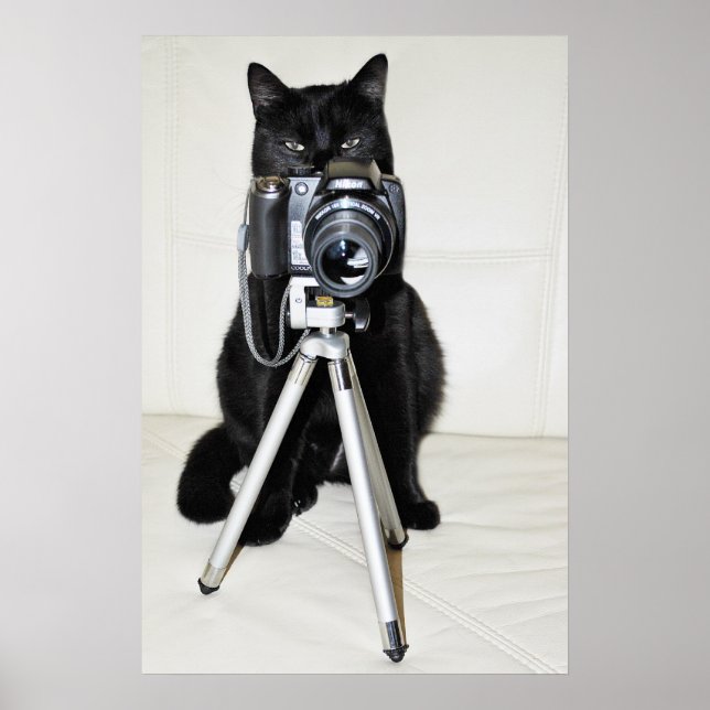 Katze mit Kamera - Plakat (Vorne)
