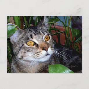 Katze mit Kupferaugen/ Katzenlängen Postkarte