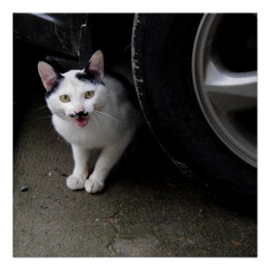 Katze mit Mustache Poster