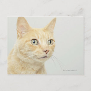 Katze mit offenen Augen Postkarte