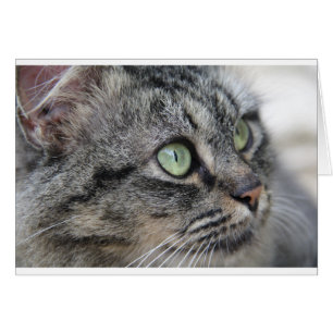 Katze mit schönen grünen Augen