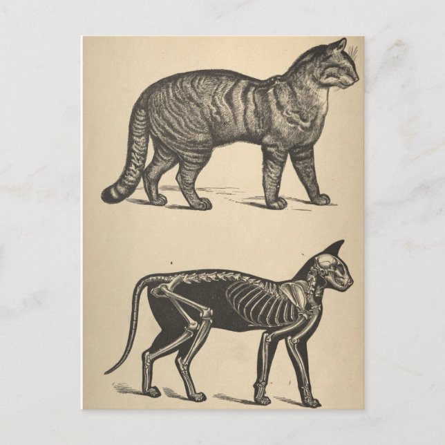 Katze mit Skelett Postkarte (Vorderseite)