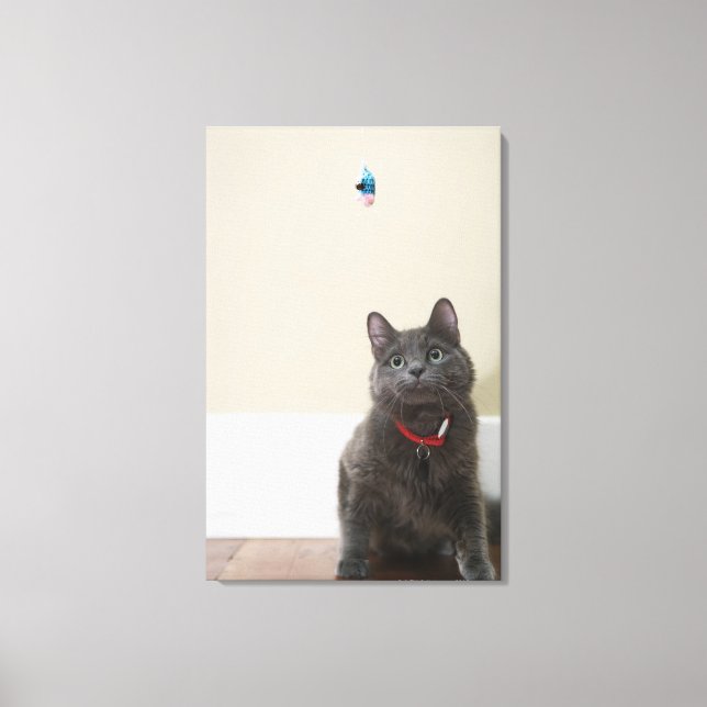Katze mit Spielzeug Leinwanddruck (Vorderseite)