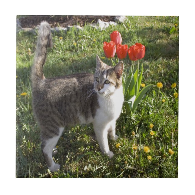 Katze mit Tulpen Fliese (Vorderseite)