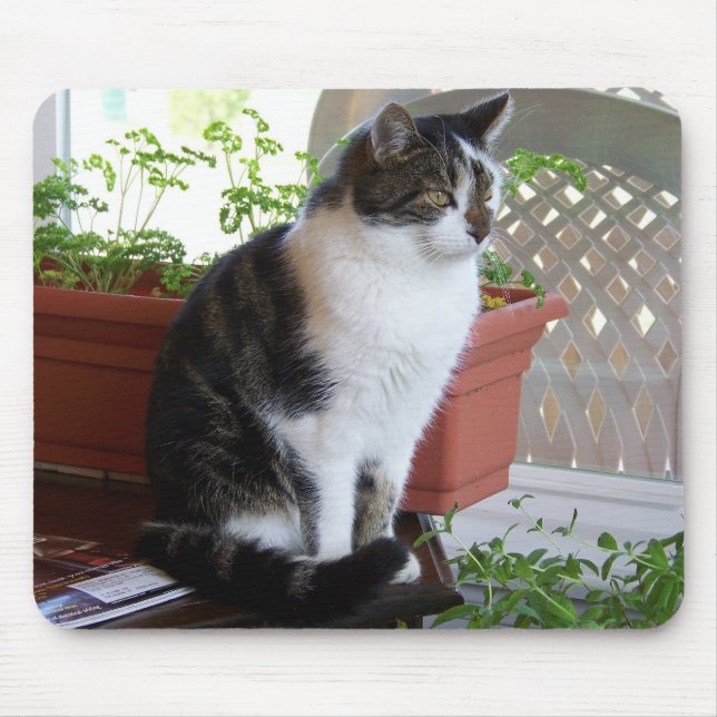 Katze mousepad (Vorne)