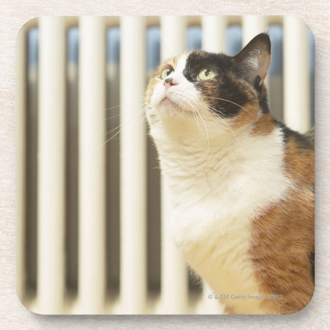 Katze nahe bei Heizkörper Getränkeuntersetzer (Vorderseite)