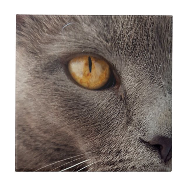 Katze Nahe dekorative Tile Fliese (Vorderseite)