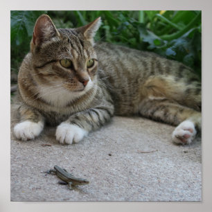 Katze, niedlich, Haustier, Graue, Zorn, Haustier,  Poster