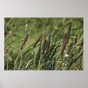 Katze o' neun Schwanz Poster