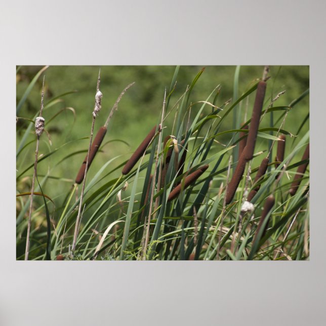 Katze o' neun Schwanz Poster (Vorne)