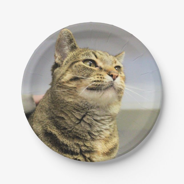 Katze Pappteller (Vorderseite)