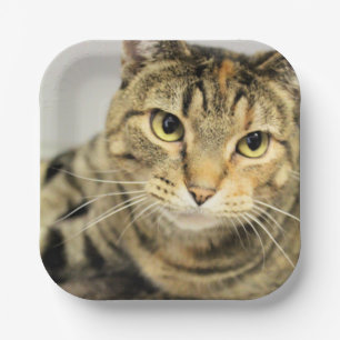 Katze Pappteller