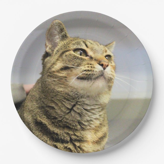 Katze Pappteller (Vorderseite)