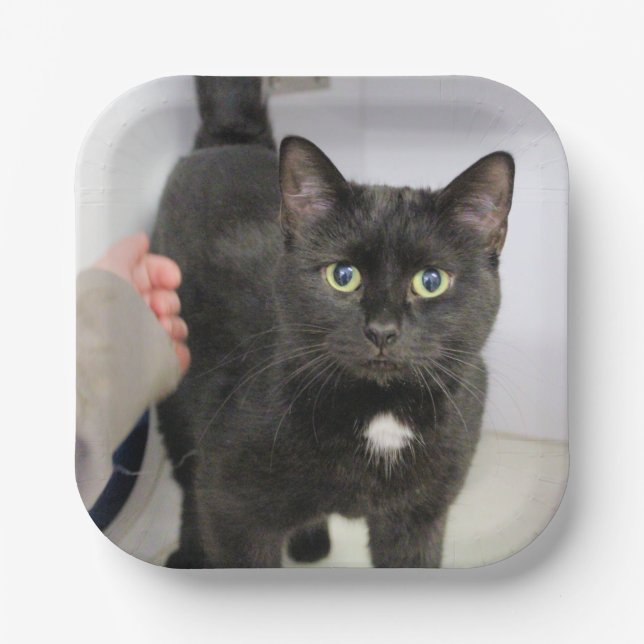 Katze Pappteller (Vorderseite)