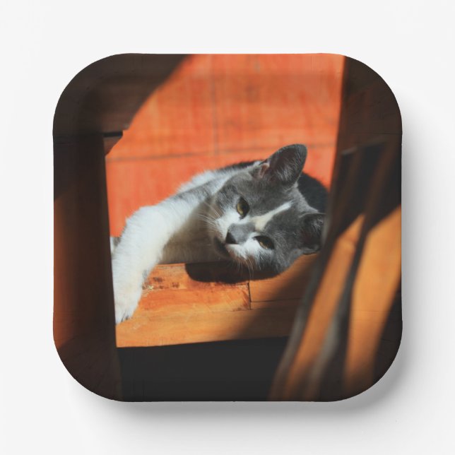 Katze Pappteller (Vorderseite)