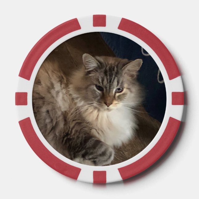 Katze Pokerchips (Vorderseite)