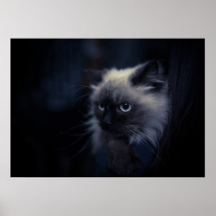 Katze Poster