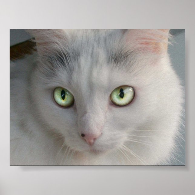Katze Poster (Vorne)
