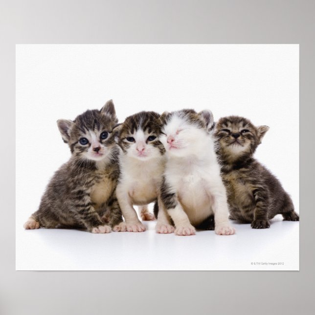 Katze Poster (Vorne)