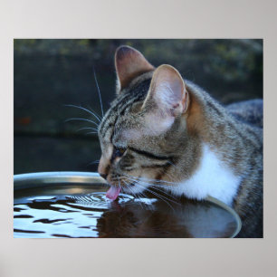 Katze Poster