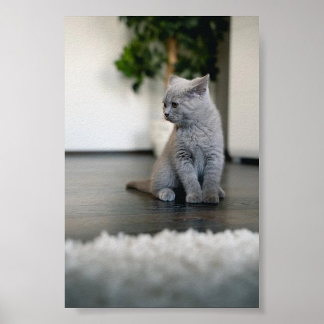 Katze Poster (Vorne)