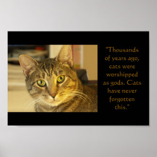 Katze Poster