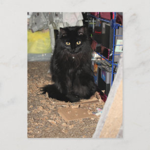 Katze Postkarte