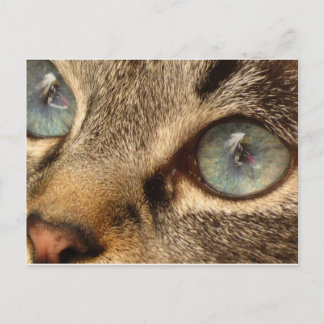 Katze Postkarte