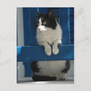 Katze Postkarte