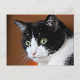 Katze Postkarte