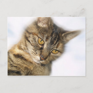 Katze Postkarte