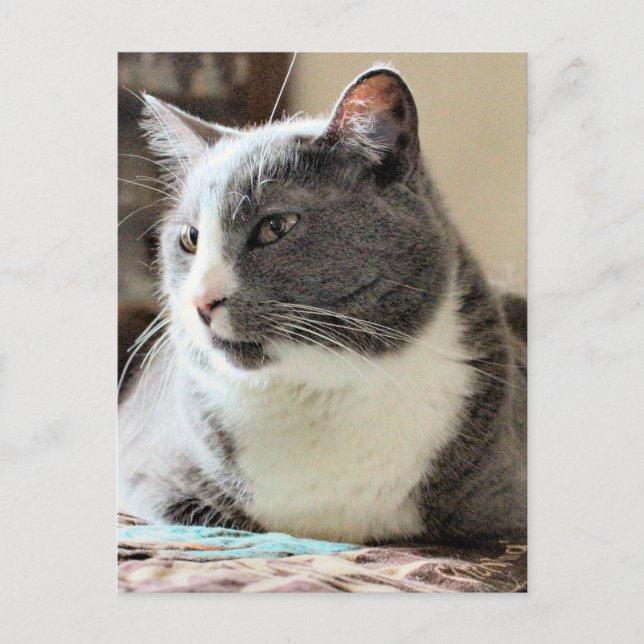 Katze Postkarte (Vorderseite)