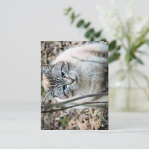 Katze Postkarte