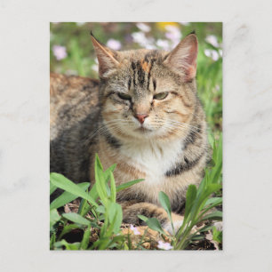 Katze Postkarte